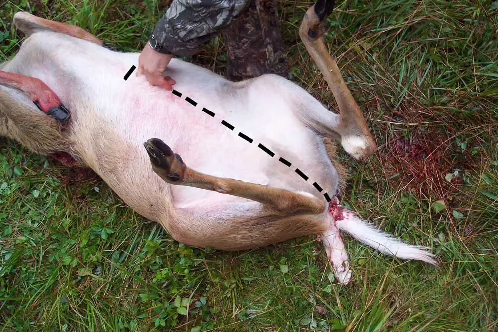 9 Steps You Must Follow When Dressing a Deer