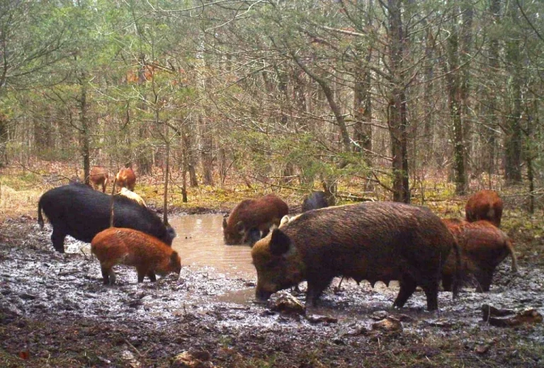 7 Hog Hunting Tips