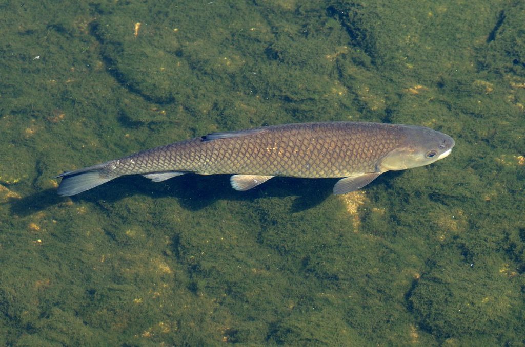 Grass Carp in river image