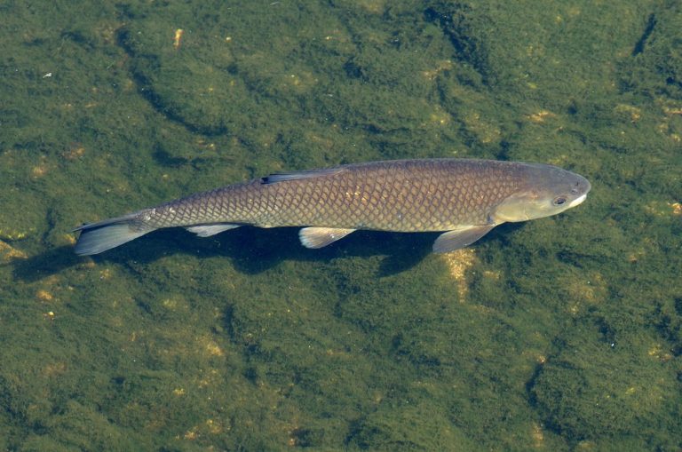 10 Grass Carp Fishing Tips