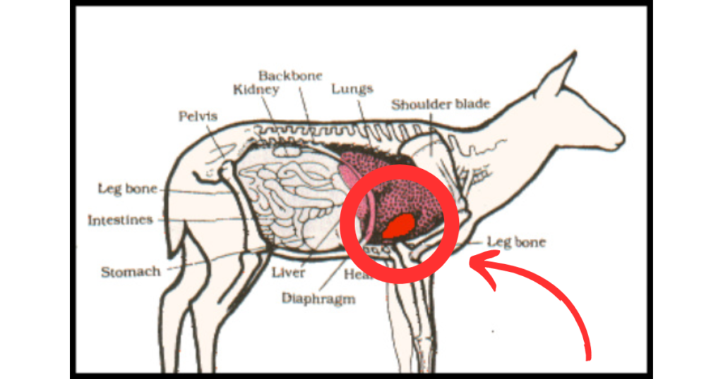 Whitetail deer anatomy