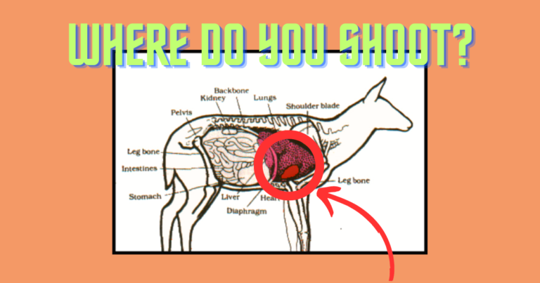 Whitetail deer anatomy