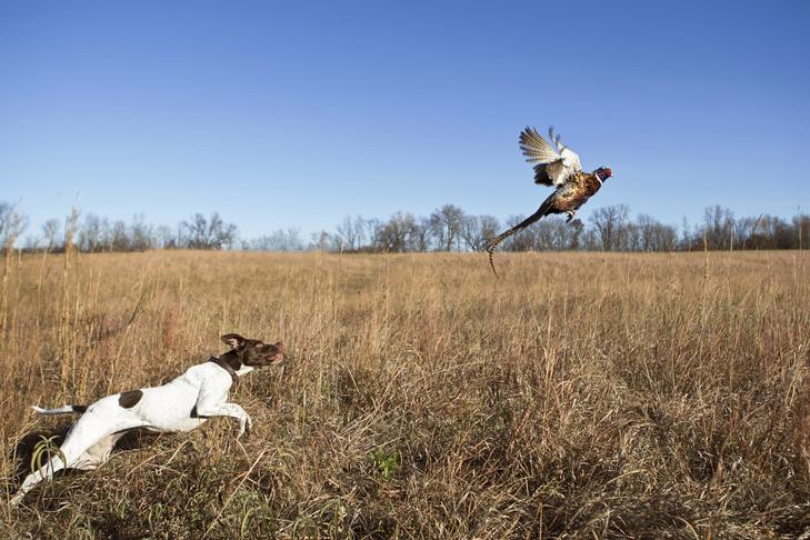 Dog chasing bird