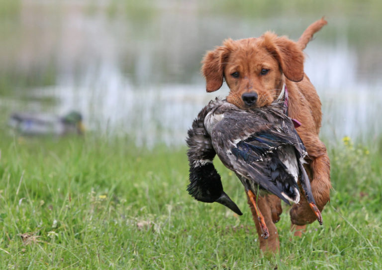 Dog Hunting on Field