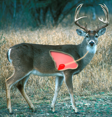 Whitetail deer vital shot