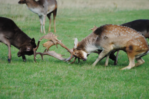 Deers during the rut